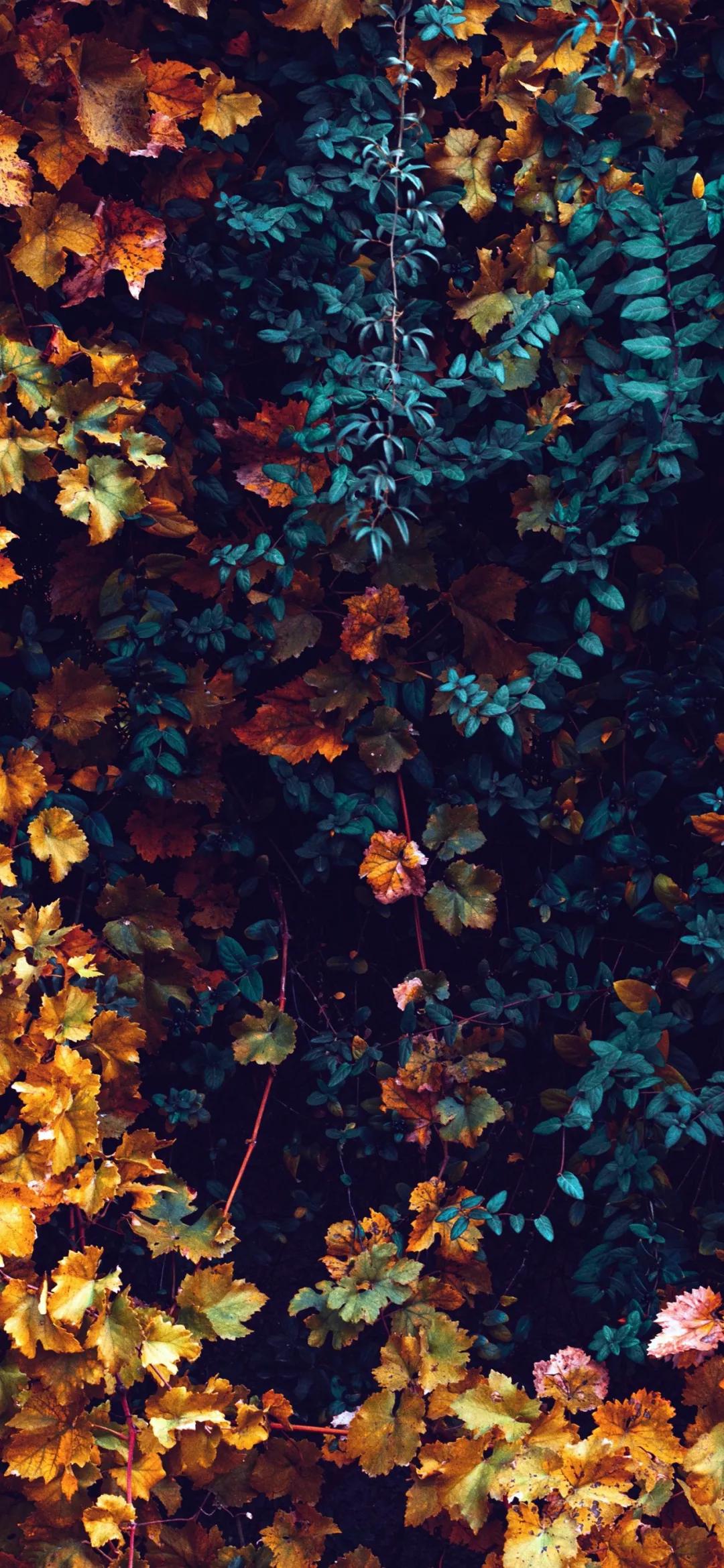 文艺素雅治愈植物手机壁纸,唯美治愈系手机壁纸植物