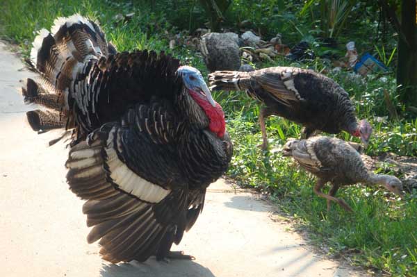 火鸡的养殖技术,火鸡养殖成本利润