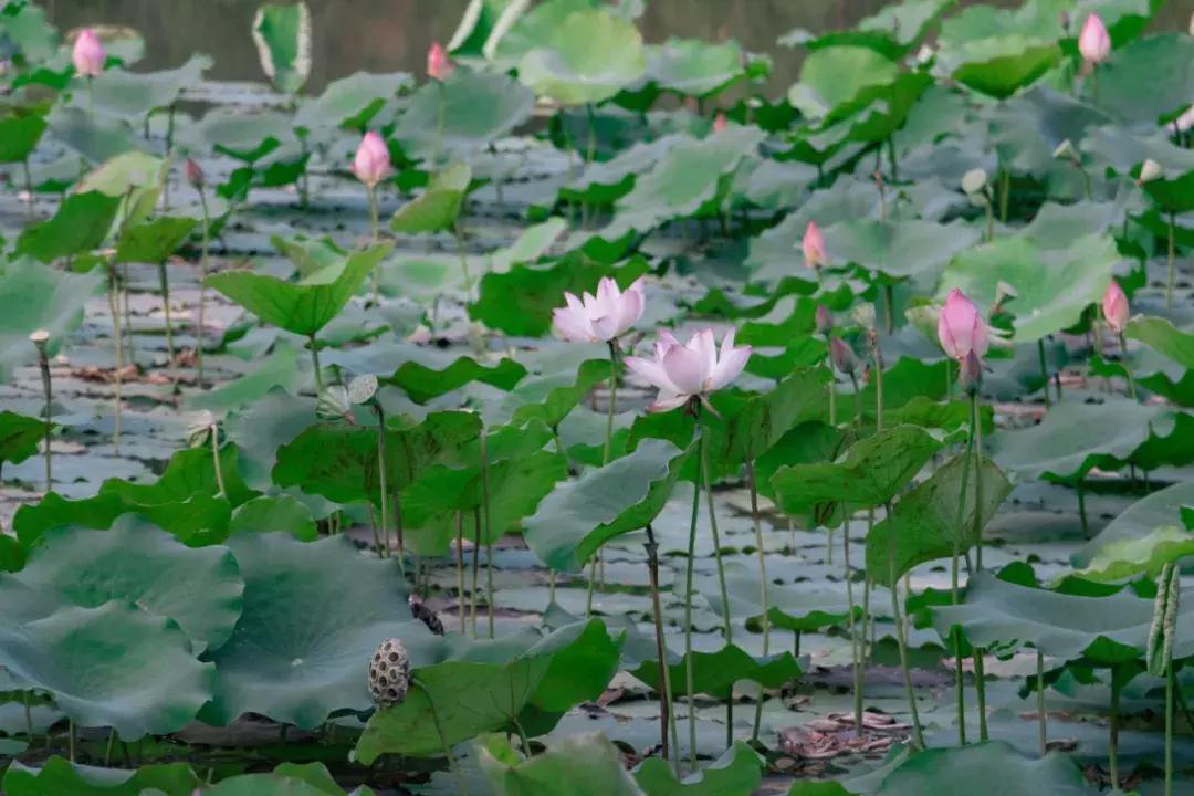 深圳市一日游攻略最佳路线,深圳一日游详细攻略大全最新