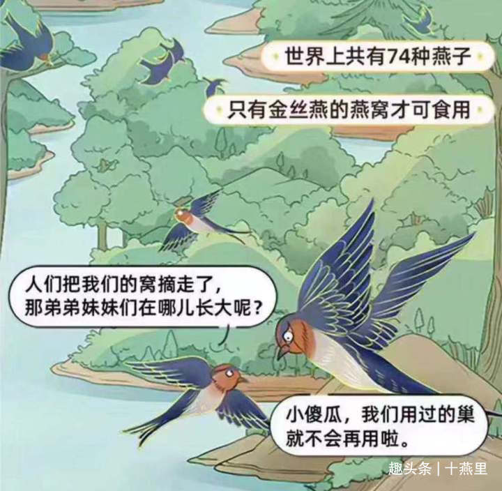 燕窝真实故事视频,燕窝的相关记载