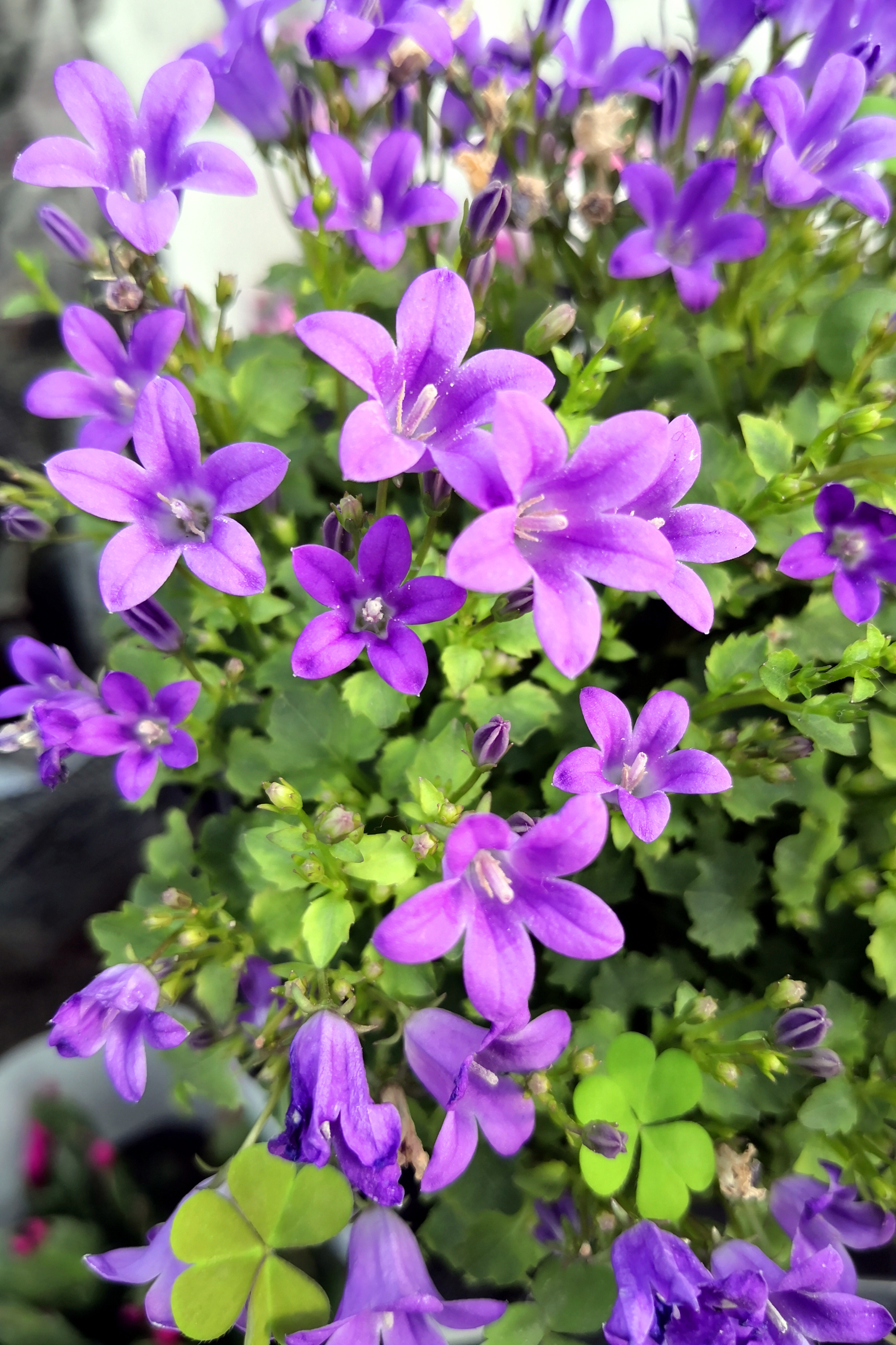 东营最大的花卉批发市场在哪里,东营地区哪里有花卉市场