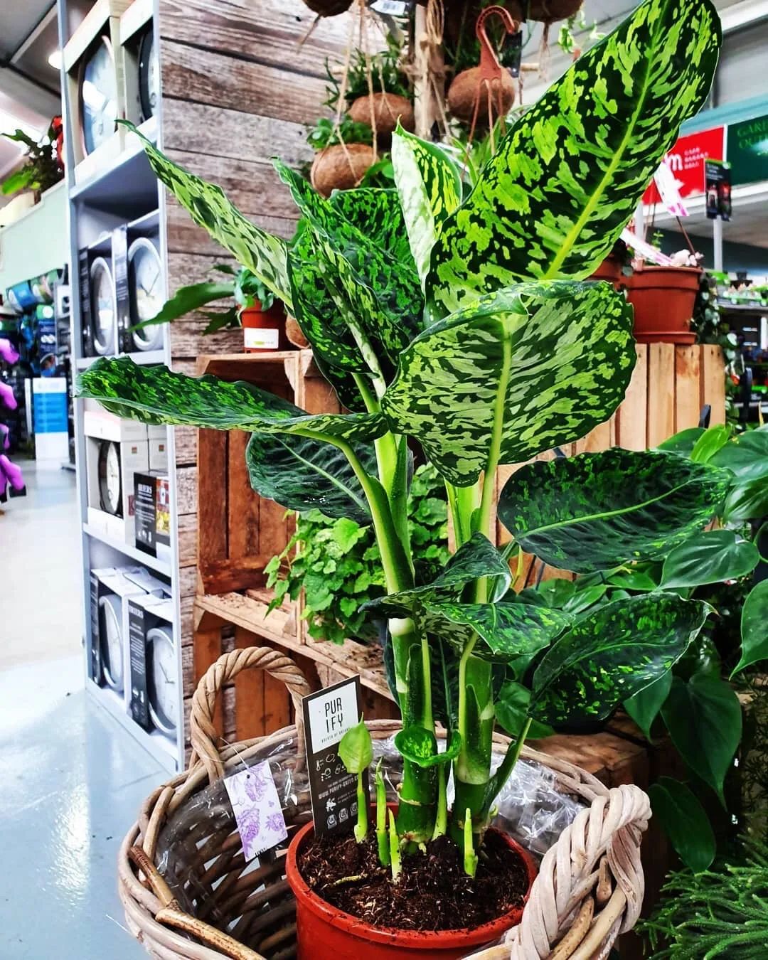 适合养在家里不用晒太阳的花,室内养什么花好养不怕太阳晒