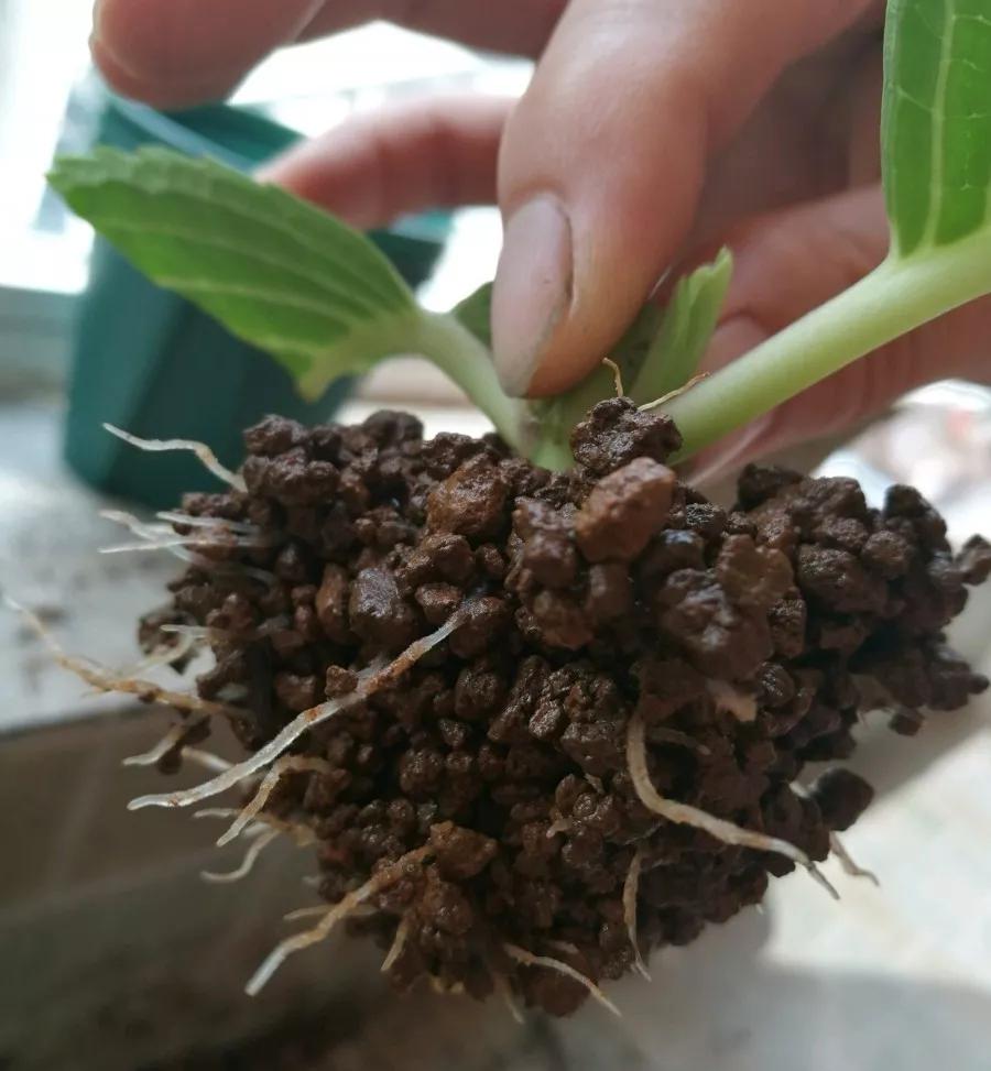 什么花最好养最耐阴,什么花最好种又耐阴