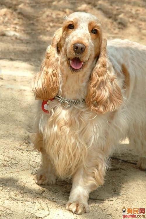 鐙楃嫍澶у叏鍙埍,鍙埍鐨勫皬鐙楃嫍閫佺粰鐖辩嫍浜哄＋