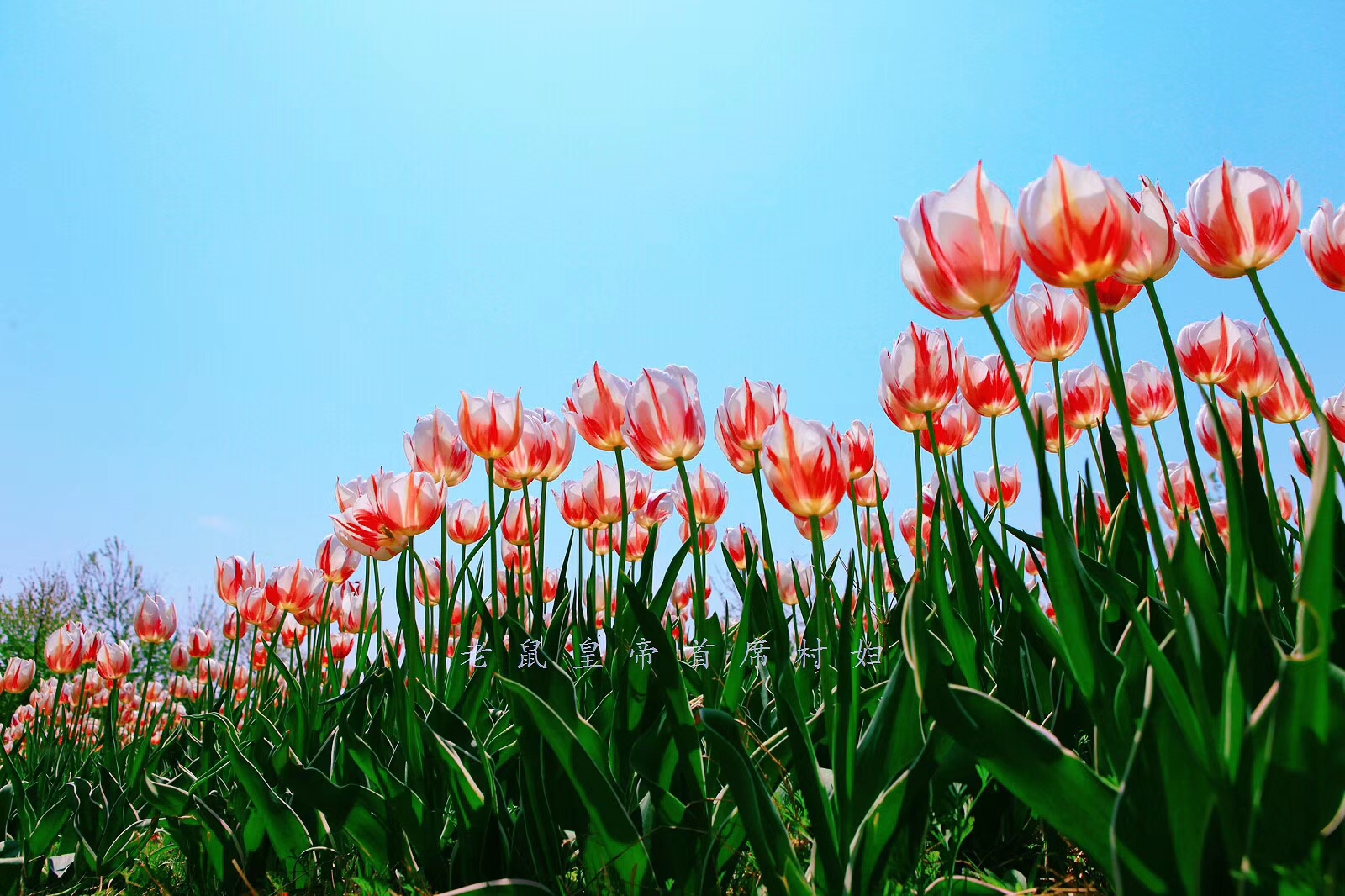 荷兰的郁金香为什么被称为国花,郁金香在荷兰有多高贵