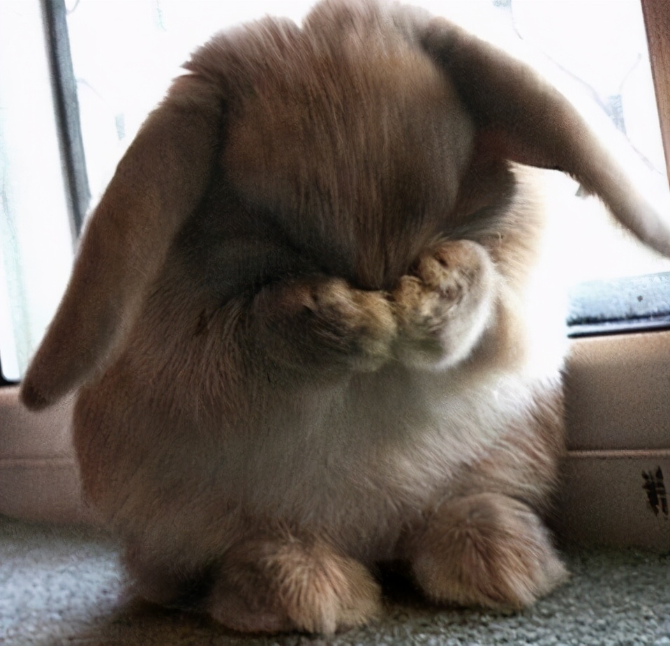 宠物兔都有哪些生活习性,新手养宠物兔十大禁忌