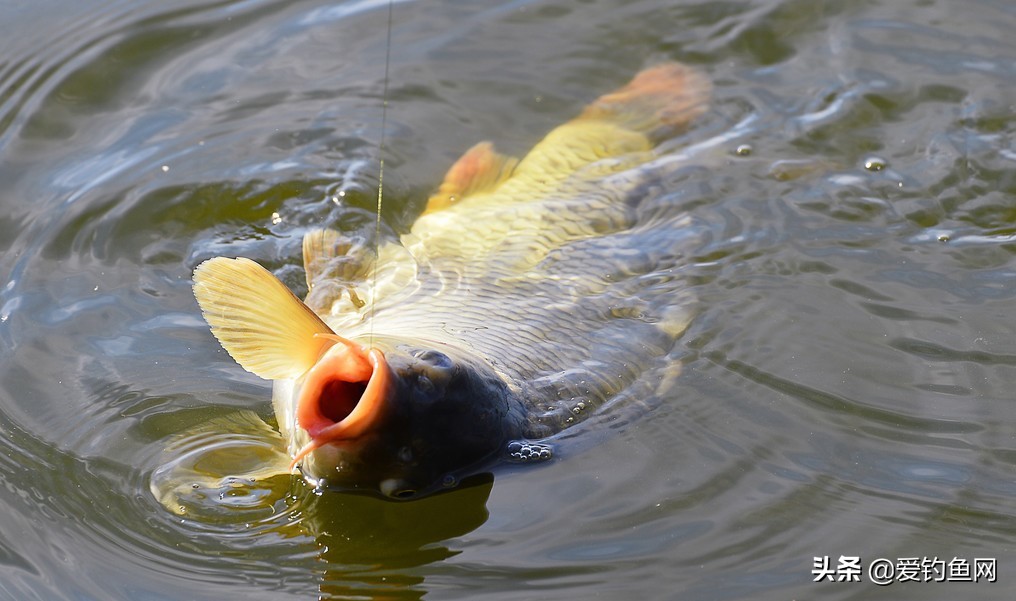夏季黑坑垂钓大鲤鱼正当时，掌握小药和饵料的搭配技巧是关键