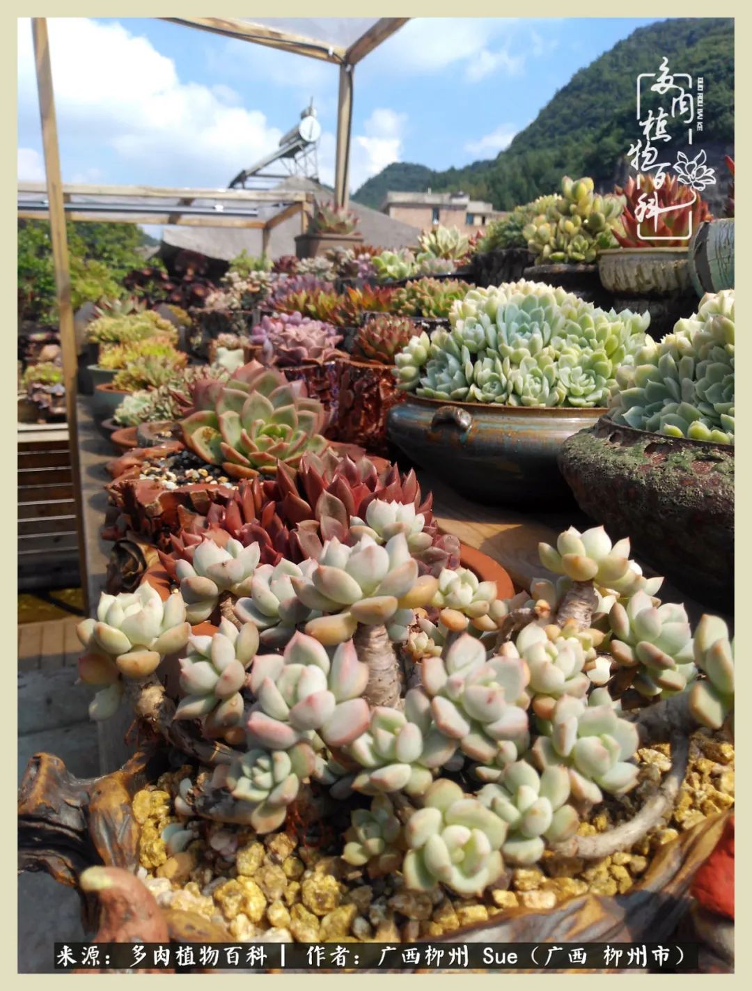 艳阳高照凉爽贵州，我要勤快地捕捉美好！（二）