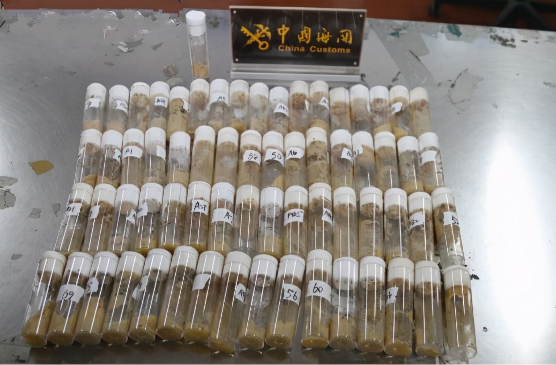 青岛海关截获美国包裹，内含7000多只黑腹果蝇，偷运只为做实验？