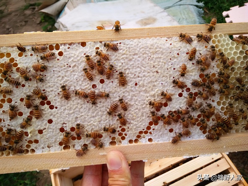 有些蜜蜂好会蜇人有什么原因,蜜蜂为什么会莫名其妙蜇人