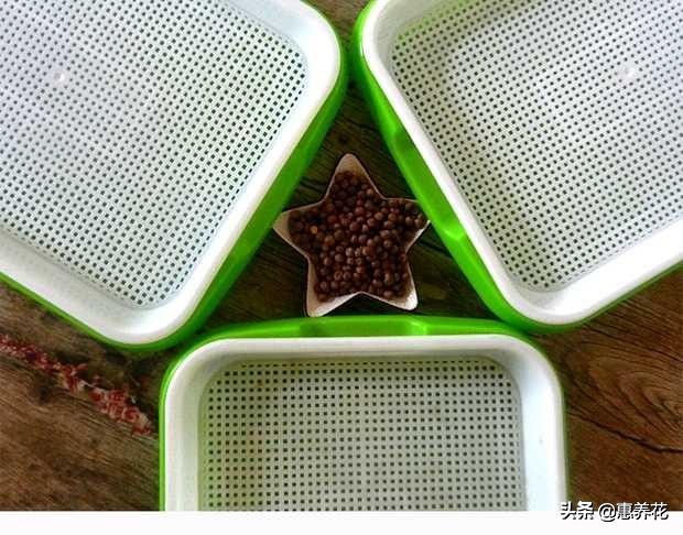 芽苗菜怎么做好吃又简单,芽苗菜如何种植水培