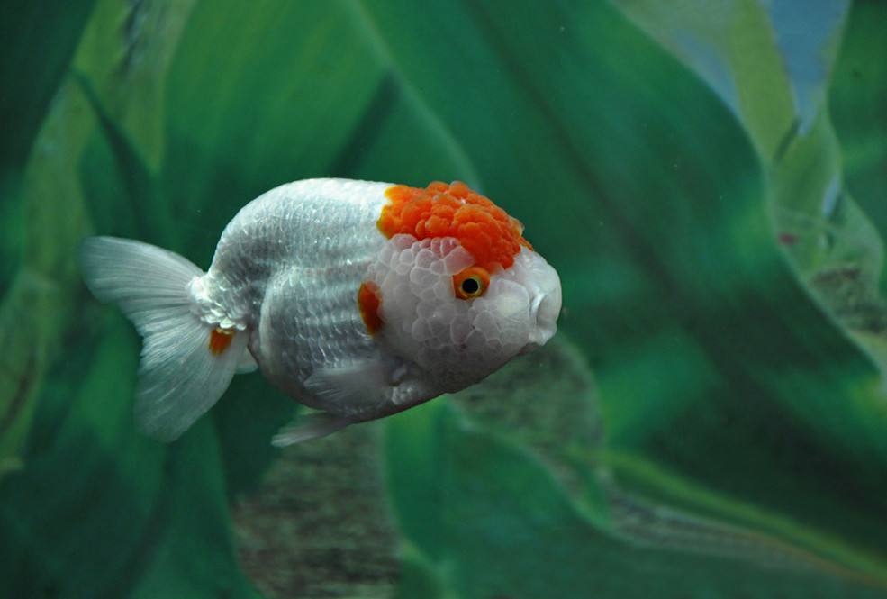 哪个品种的金鱼最漂亮最好看,传统金鱼国粹金鱼