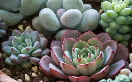 青，团团建议您关注一波绿植领养哦!