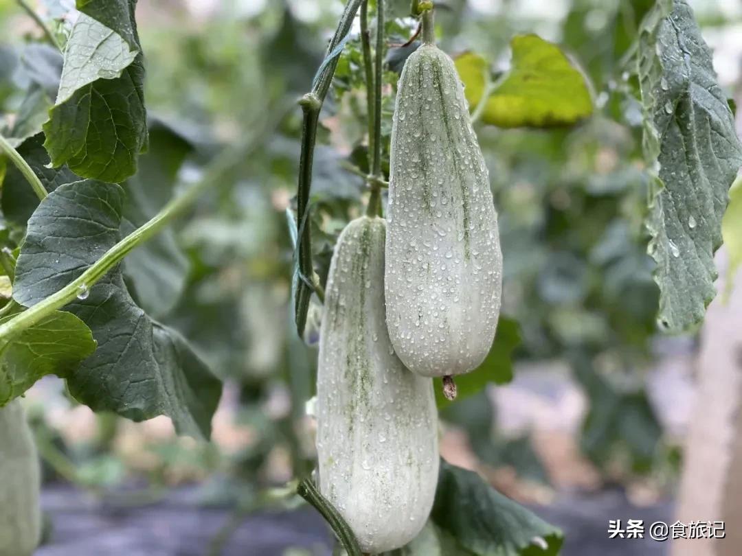 这瓜一肚子蜜汁，掰开就漏！闻着香、咬着脆、一口下去甜到醉