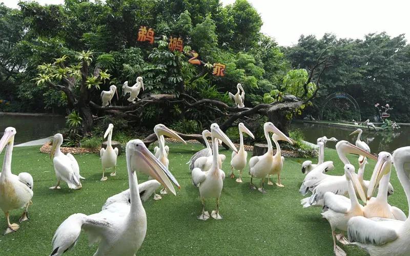 长隆飞鸟乐园拍鸟攻略,广州长隆飞鸟乐园可以摸哪些鸟