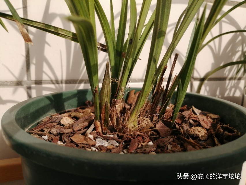 兰草花苞一个月还没开,兰草花苞长得快吗