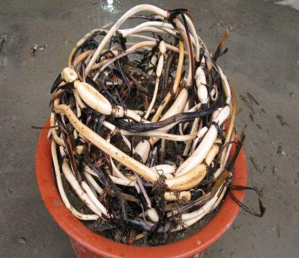 碗莲怎么才能结藕多,碗莲种藕的最佳时期