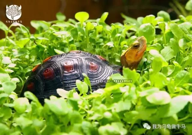 黄缘闭壳龟全集,黄缘闭壳龟和黄缘盒龟