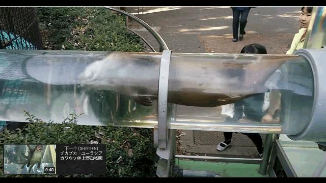 错了340年，精子潜水的方式并不是左右摆动尾巴