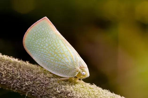 柑橘害虫及危害部位图,柑橘常见害虫高清图谱