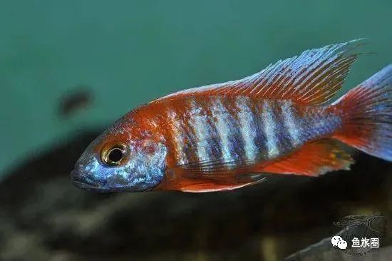三湖慈鲷马鲷孔雀鱼多久发色,三湖慈鲷鱼之马鲷鱼