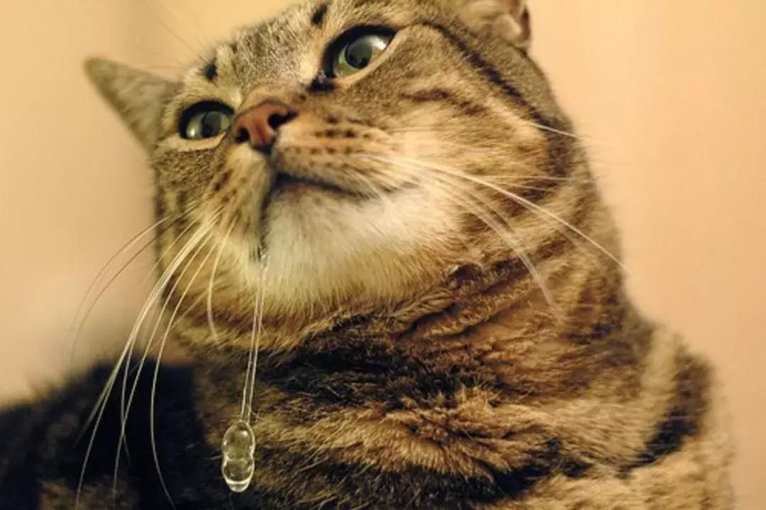 猫咪流口水怎么办呀,猫咪流口水很臭没精神
