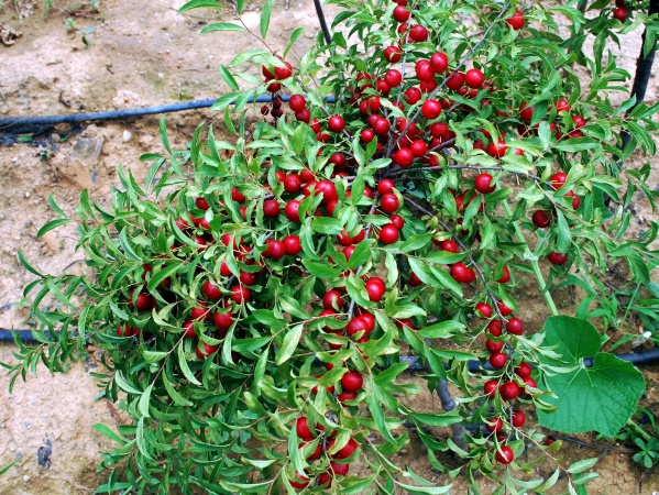 藏在农村的天然钙果有哪些,农村有一种酸溜溜的野果