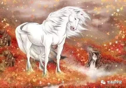 关于马的基本知识和方法,你知道吗关于马的一些小知识