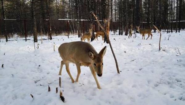 狍子养殖市场前景,狍子人工养殖前景如何