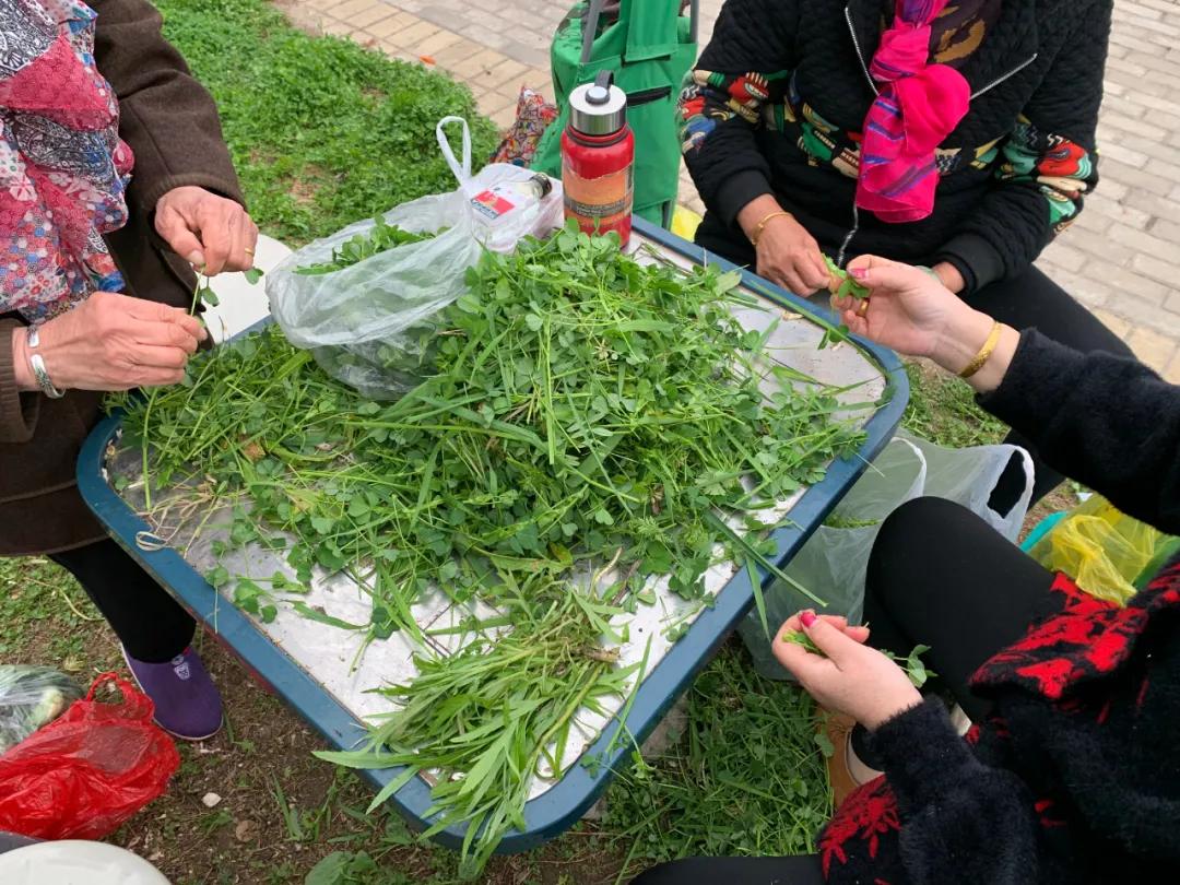 南京城市野菜猎人实录