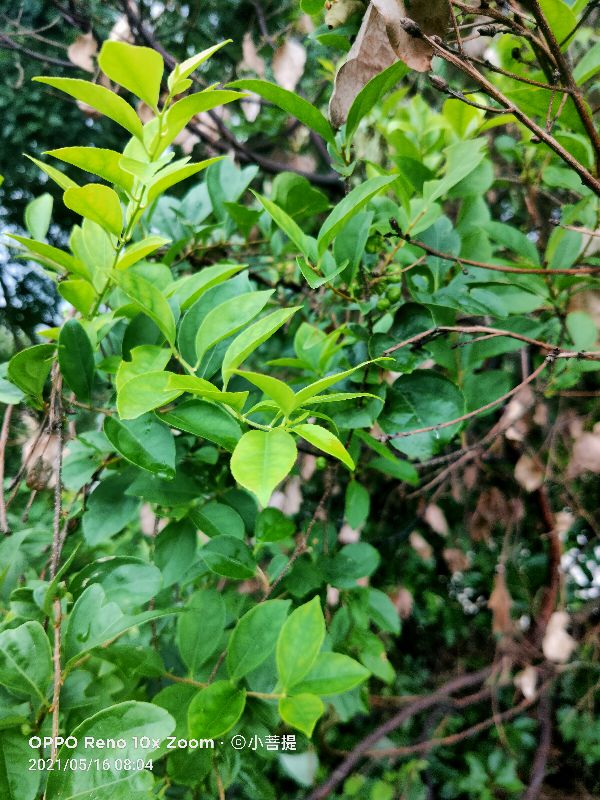 像蟒蛇一样的树,在丛林里看到了一条大蟒蛇