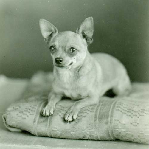 寻根问祖系列（116）：吉娃娃（Chihuahua）