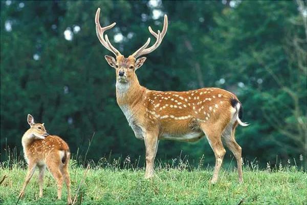 1斤鹿茸4000元，农户却宁愿养羊也不愿养鹿，亲历者讲出实情