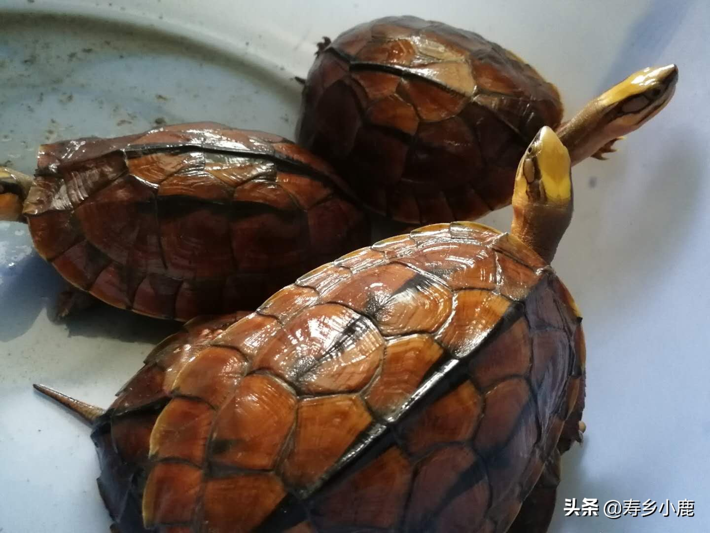 金钱龟和石金钱龟价格差那么多,金钱龟成龟2019价格