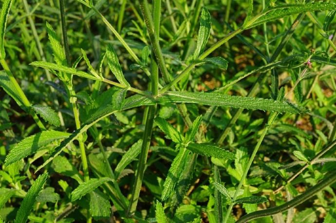 柳叶马鞭草春季养护,柳叶马鞭草阳台