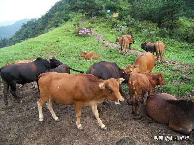 杀蛇要打七寸吗,打蛇为什么就必须得打死