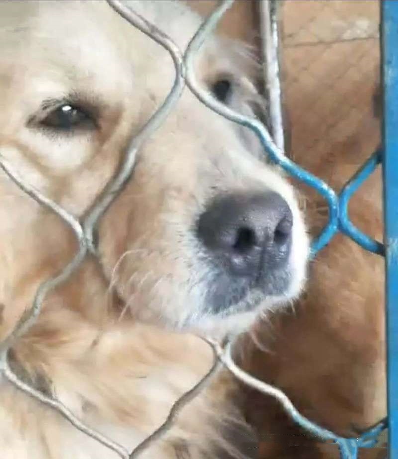 藏獒救主人感人瞬间,救助站救了一只被关多年的藏獒