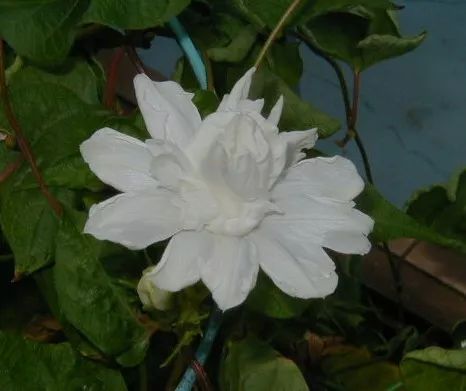 牵牛花到处游,牵牛花随便种