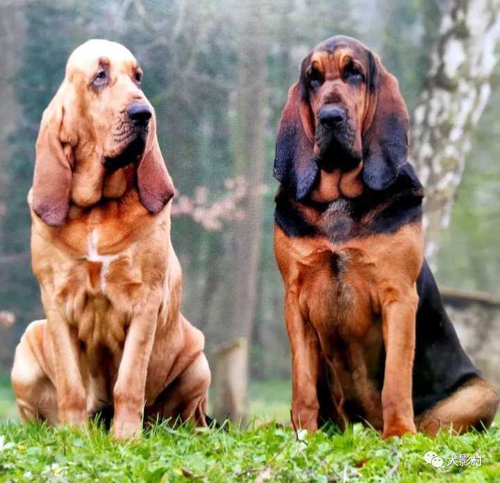 最齐全的狗狗品种介绍及图片,带你了解一下常见狗狗的品种