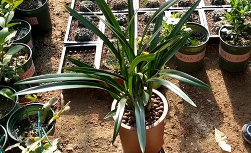 兰花换盆注意事项和方法,兰花换盆方法和注意事项介绍