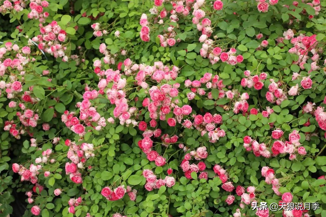 四月最浪漫的蔷薇花,最浪漫的四月花