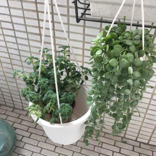 屋里带来财运的花有哪些,家里风水聚财的花是什么