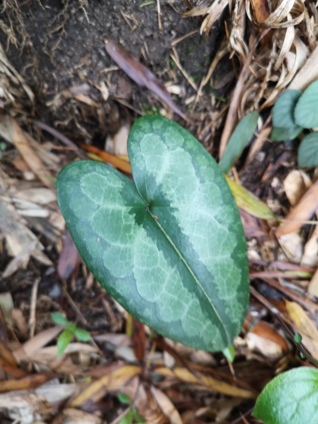 竹林深处探宝——只为了那一棵黄精