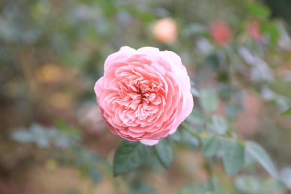 森林花海亲子游攻略,森林公园亲子游推荐