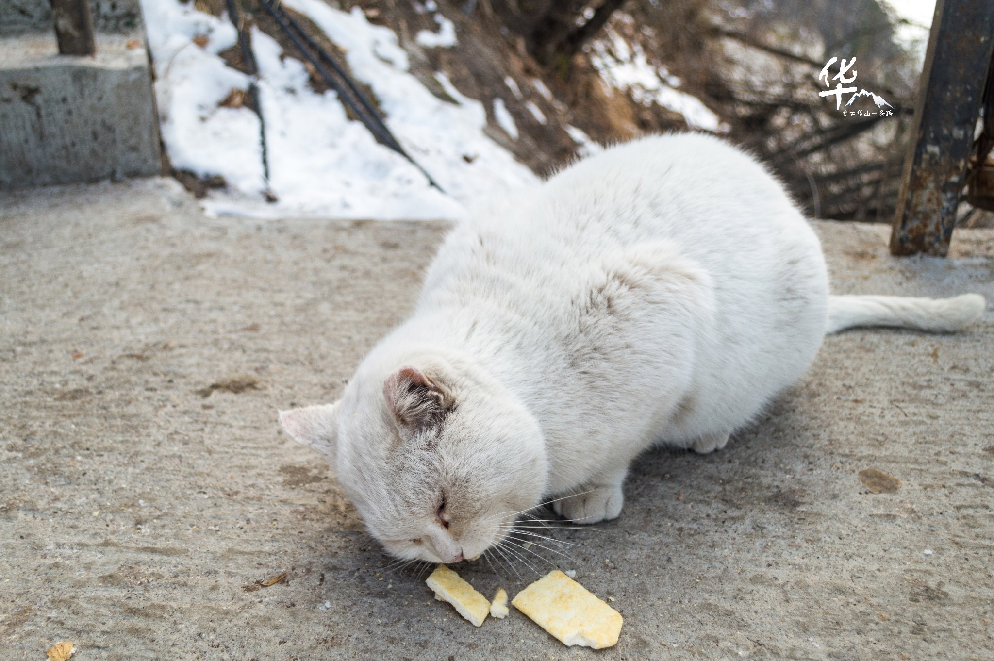 西安华山自由行旅游攻略,西安游玩攻略三日游华山