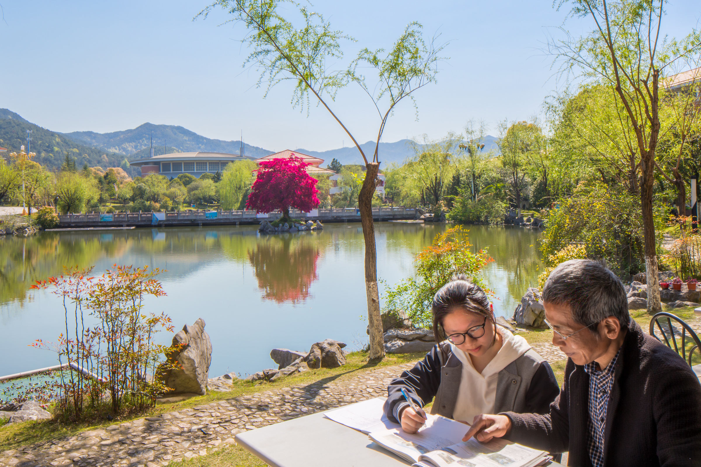 满园春色关不住，义乌中学内的一株红花檵木赢得老师纷纷赋诗赞美