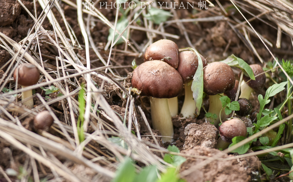 受新冠疫情影响，重庆潼南10万斤姬松茸销售受阻，老板欲哭无泪