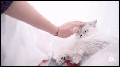 养宠物的哪个瞬间让你最崩溃,养宠物的24个扎心日常