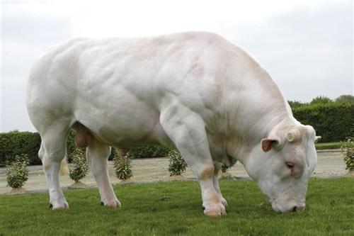 恩诺牛饲料,喜牧莱牛饲料