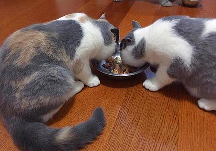 猫咪为什么会传染严重的猫疾病,猫咪传染猫咪的病有哪些症状